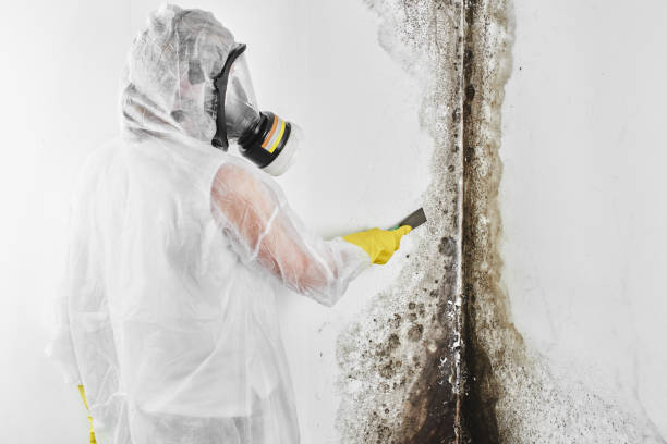 Trusted Centennial, CO Mold Removal Experts
