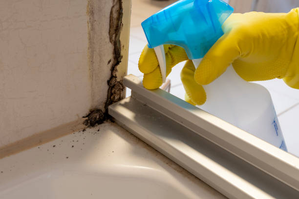 Best Commercial Mold Removal  in Centennial, CO