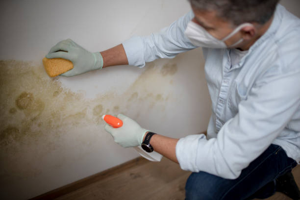 Best Black Mold Removal  in Centennial, CO