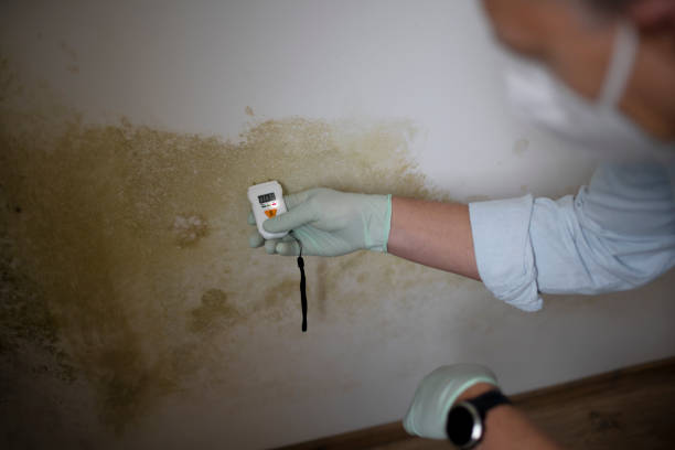 Mold Testing and Removal in Centennial, CO