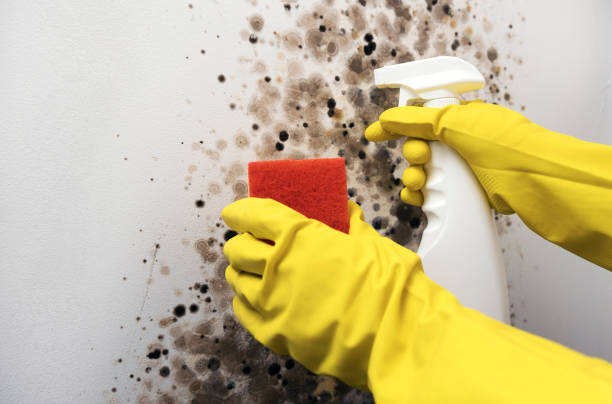 Best Mold Testing  in Centennial, CO