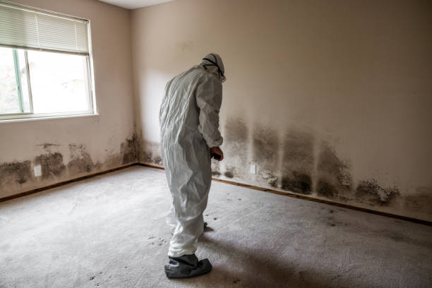 Best Mold Remediation  in Centennial, CO
