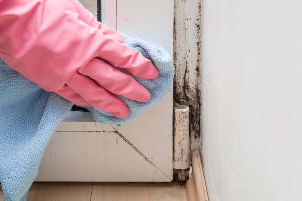 Best Home Mold Removal  in Centennial, CO
